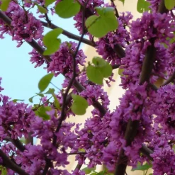 PLANTES AVENUE - Cercis, gainier silicastre, arbre de judée/[-]pot de 7,5l - 60/80 cm