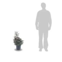 PLANTES AVENUE - Chamaecyparis pisifera 'boulevard'/[-]pot de 7,5l - 40/60 cm