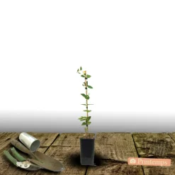 PLANTES AVENUE - Clématite ai-nor/[-]pot de 1,5l - tuteur bambou 30/60 cm