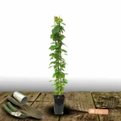 PLANTES AVENUE - Clématite princesse arabelle® 'cerpara'/[-]pot de 3l - echelle bambou 60/120 cm