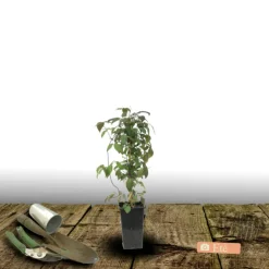 PLANTES AVENUE - Clématite montana mayleen/[-]pot de 3l - echelle bambou 60/120 cm