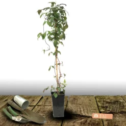 PLANTES AVENUE - Clématite montana mayleen/[-]pot de 3l - echelle bambou 60/120 cm