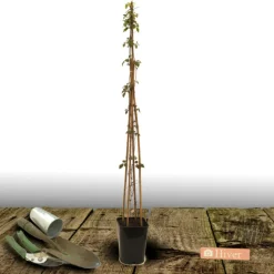 PLANTES AVENUE - Clématite montana mayleen/[-]pot de 3l - echelle bambou 60/120 cm
