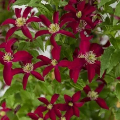 PLANTES AVENUE - Clématite viticella glorious® red 'zo23015'/[-]pot de 2l - tuteur bambou 60/90 cm