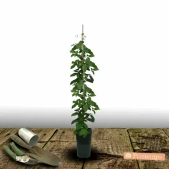 PLANTES AVENUE - Clématite viticella glorious® red 'zo23015'/[-]pot de 2l - tuteur bambou 60/90 cm
