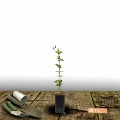 PLANTES AVENUE - Clématite saphyra® estrella 'cleminov27'/[-]pot de 1,5l - tuteur bambou 30/60 cm