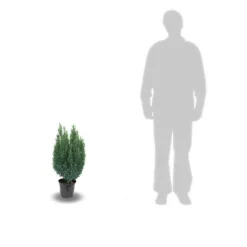 PLANTES AVENUE - Cyprès de lawson ellwoodii/[-]pot de 4l - 40/60 cm
