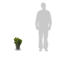 PLANTES AVENUE - Faux cyprès aurora/[-]pot de 3l - 20/40 cm