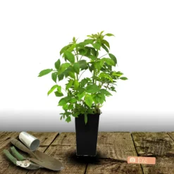 PLANTES AVENUE - Framboisier frambélise®/[-]pot de 3l - 30/60 cm