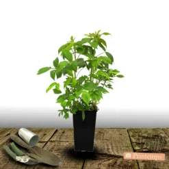 PLANTES AVENUE - Framboisier autumn passion®/[-]pot de 3l - 30/60 cm