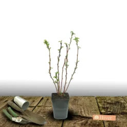 PLANTES AVENUE - Framboisier autumn passion®/[-]pot de 3l - 30/60 cm