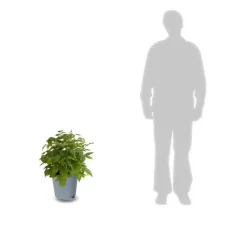 PLANTES AVENUE - Framboisier autumn passion®/[-]pot de 3l - 30/60 cm