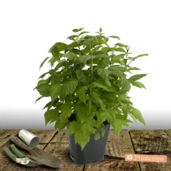 PLANTES AVENUE - Framboisier promyk/[-]pot de 5l - 40/80 cm