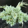 PLANTES AVENUE - Genévrier écailleux blue carpet/[-]pot de 3l - 20/40 cm