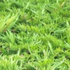 PLANTES AVENUE - Genévrier sabine tamariscifolia/[-]pot de 3l - 20/40 cm