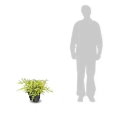 PLANTES AVENUE - Genévriers old gold/[-]pot de 5l - 40/60 cm