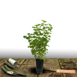 PLANTES AVENUE - Groseillier à grappes blanka/[-]pot de 3l - 30/60 cm