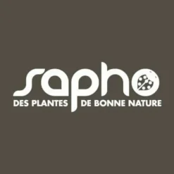 PLANTES AVENUE - Hortensia paniculata pastelgreen® 'rencolor'/[-]pot de 1,5l - 10/20 cm
