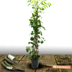 PLANTES AVENUE - Hortensia grimpant hydrangeoïdes/[-]pot de 1,5l - tuteur bambou 30/60 cm