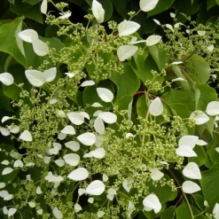 PLANTES AVENUE - Hortensia grimpant hydrangeoïdes/[-]pot de 1,5l - tuteur bambou 30/60 cm