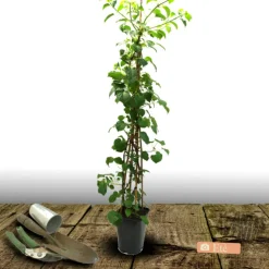 PLANTES AVENUE - Hortensia grimpant rose sensation® 'trarose'/[-]pot de 1,5l - tuteur bambou 30/60 cm