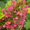 PLANTES AVENUE - Hortensia à feuilles de chêne amethyst/[-]pot de 1,5l - 20/40 cm