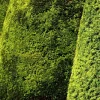 PLANTES AVENUE - If fastigié doré/[-]pot de 3l - 20/40 cm