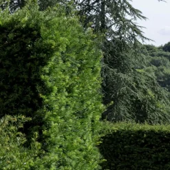 PLANTES AVENUE - If fastigié robusta/[-]pot de 3l - 20/40 cm