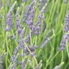 PLANTES AVENUE - Lavande dutch lavander/[-]pot de 12l - 50/60 cm