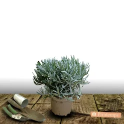 PLANTES AVENUE - Lavande dutch lavander/[-]pot de 2,5l - 20/30 cm