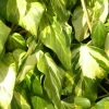 PLANTES AVENUE - Lierre des colchide sulphur heart/[-]pot de 1,5l - tuteur bambou 30/60 cm