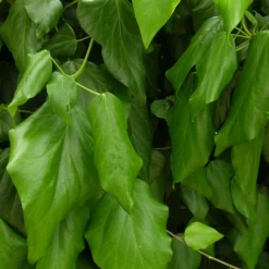 PLANTES AVENUE - Lierre des colchide/[-]pot de 2l - tuteur bambou 60/90 cm