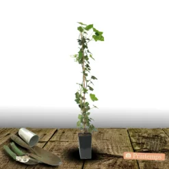 PLANTES AVENUE - Lierre des colchide/[-]pot de 2l - tuteur bambou 60/90 cm