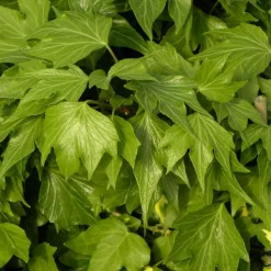 PLANTES AVENUE - Lierre des bois ivalace/[-]pot de 2l - tuteur bambou 60/90 cm