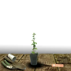 PLANTES AVENUE - Mûre purple opal®/[-]pot de 1,5l - tuteur bambou 30/60 cm