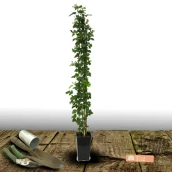 PLANTES AVENUE - Mûre thornless/[-]pot de 3l - echelle bambou 60/120 cm