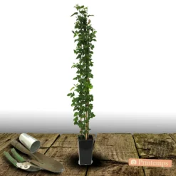 PLANTES AVENUE - Mûre triple crown/[-]pot de 3l - echelle bambou 60/120 cm