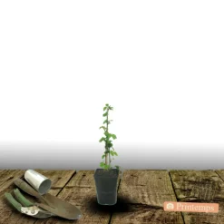 PLANTES AVENUE - Mûre-framboise/[-]pot de 1,5l - tuteur bambou 30/60 cm