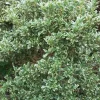 PLANTES AVENUE - Osmanthe variegatus/[-]pot de 3l - 20/40 cm