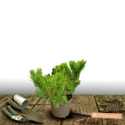 PLANTES AVENUE - Pin de montagne nain gnom/[-]pot de 3l - 40/60 cm