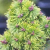 PLANTES AVENUE - Pin de montagne mops/[-]pot de 3l - 20/40 cm