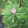 PLANTES AVENUE - Pin de montagne nain gnom/[-]pot de 5l - 40/60 cm