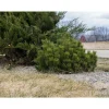 PLANTES AVENUE - Pin de montagne nain pumilio/[-]pot de 12l - 40/60 cm