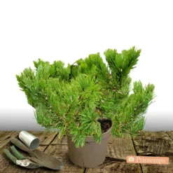 PLANTES AVENUE - Pin de montagne nain pumilio/[-]pot de 12l - 40/60 cm