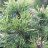 PLANTES AVENUE - Pin de montagne nain hesse/[-]pot de 5l - 40/60 cm