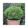 PLANTES AVENUE - Pin noir marie bregeon®/[-]pot de 5l - 40/60 cm