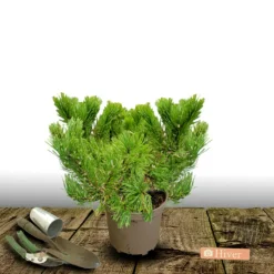 PLANTES AVENUE - Pin noir marie bregeon®/[-]pot de 5l - 40/60 cm