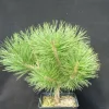 PLANTES AVENUE - Pin noir pierrick bregeon®/[-]pot de 5l - 40/60 cm