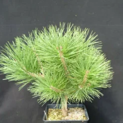 PLANTES AVENUE - Pin noir pierrick bregeon®/[-]pot de 5l - 40/60 cm