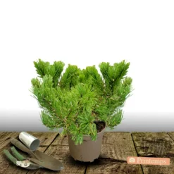 PLANTES AVENUE - Pin noir pierrick bregeon®/[-]pot de 5l - 40/60 cm